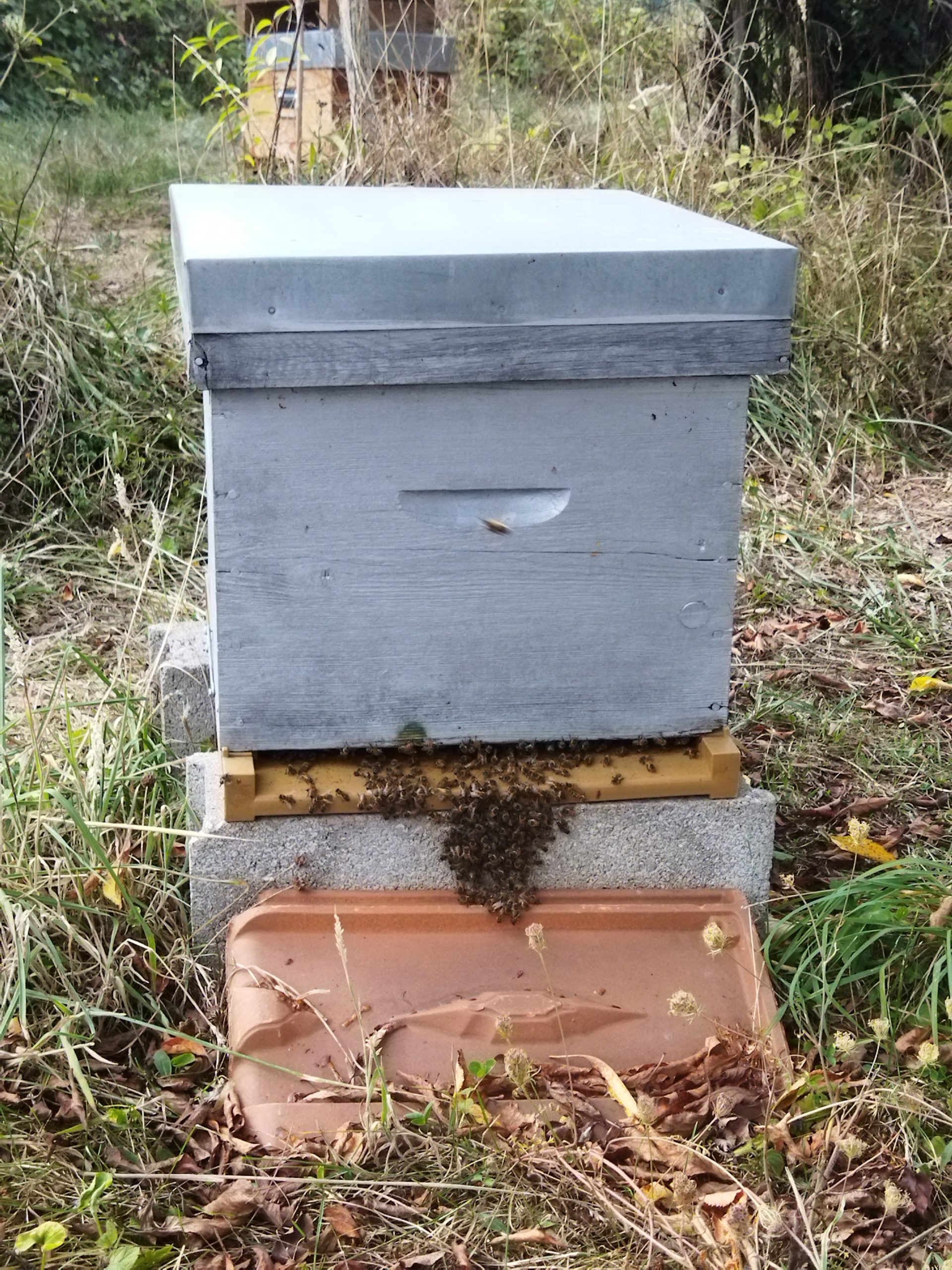 Aux abeilles citoyens -Rucher communal