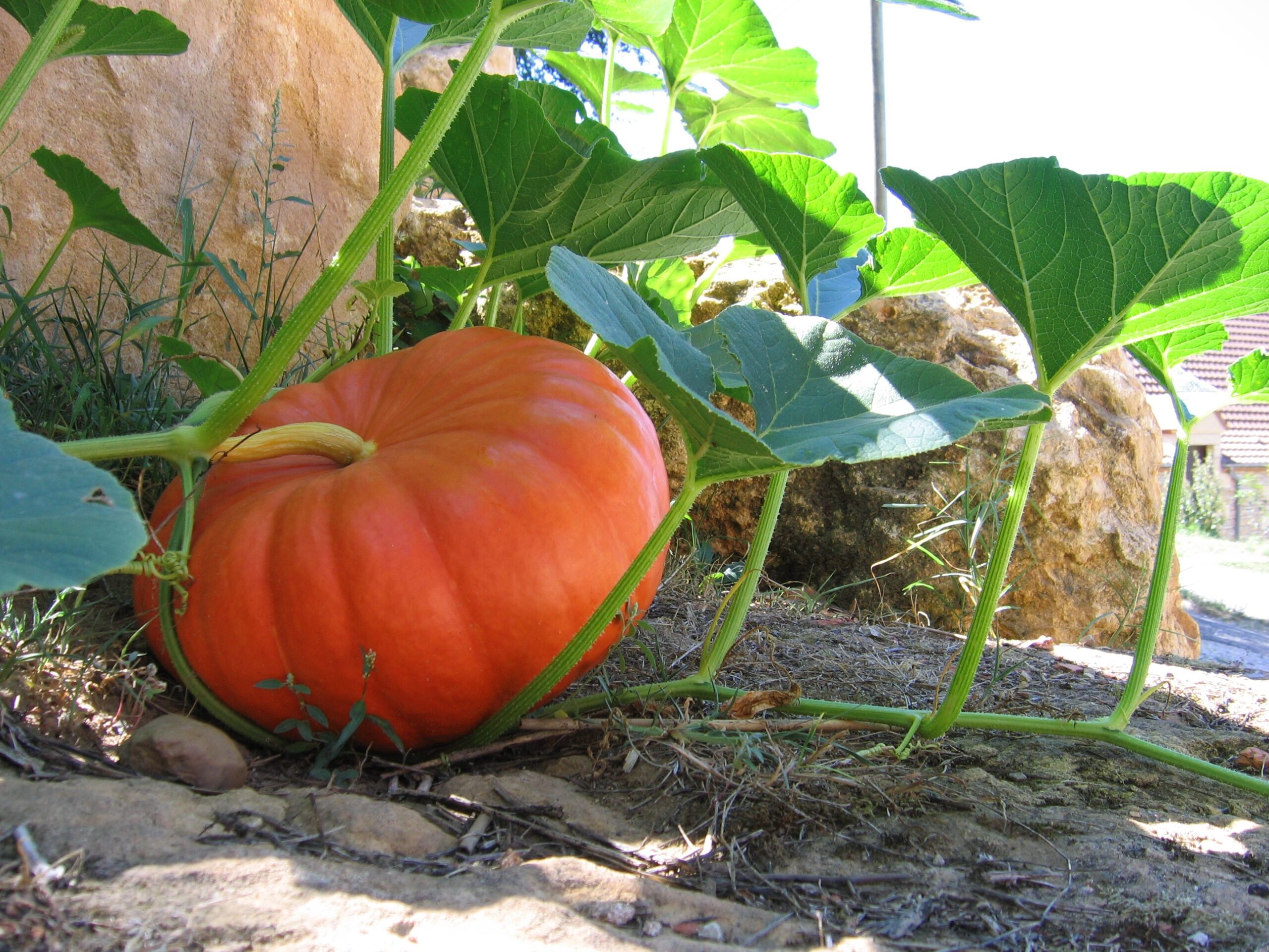 Cantines scolaires – menus de novembre