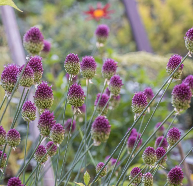 Inventaire et suivi de la flore sauvage